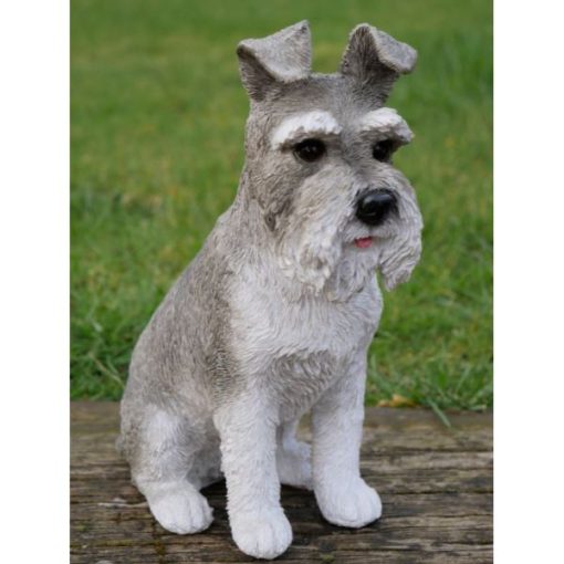 Dog - Schnauzer