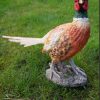 Pheasant