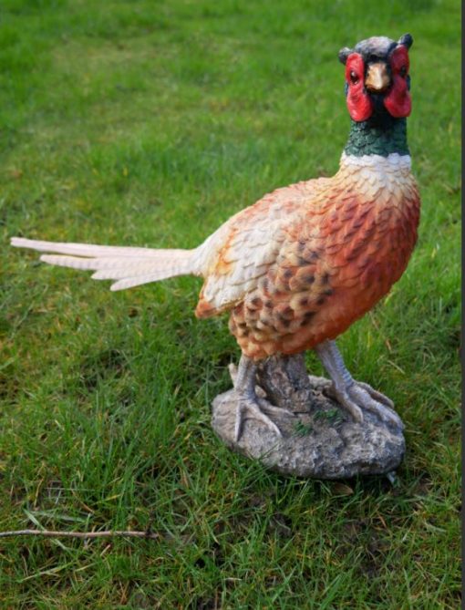 Pheasant