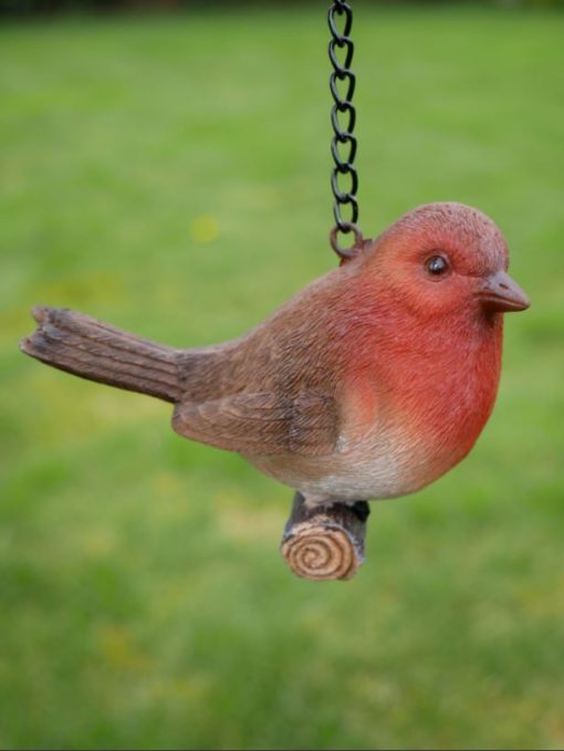 Hanging - Robin