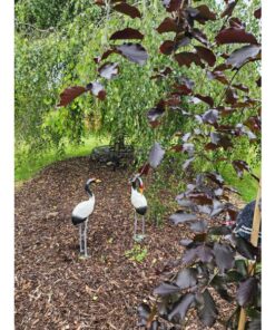 Black & White Cranes
