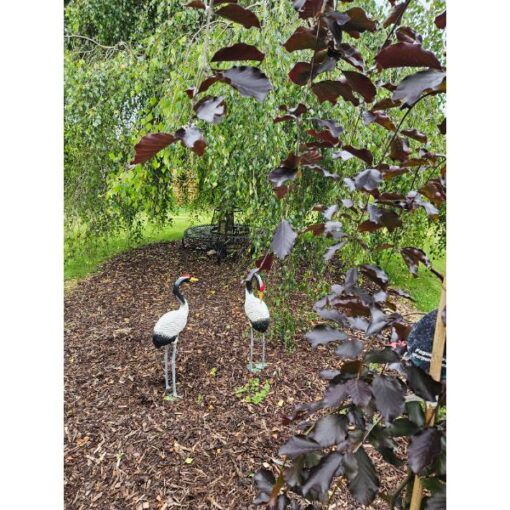 Black & White Cranes