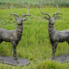 Pair of Standing Stags - D7223c