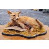 Fox Taxidermy KAS618