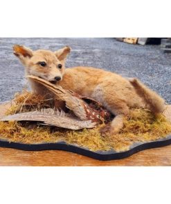 Fox Taxidermy KAS618