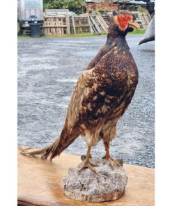 Pheasant Taxidermy KAS619