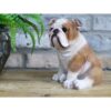 Bulldog Sitting D10071(4)