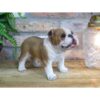 Bulldog Standing D10072(3)