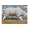 Sheep Head Down D9672 (1)