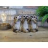 Three Meercats D8994(5)