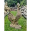 Cockerel EG027 (1)
