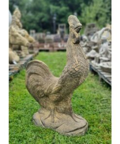 Cockerel EG027 (1)