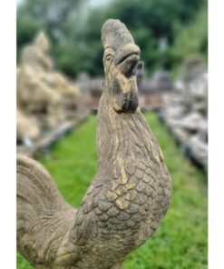 Cockerel EG027 (4)
