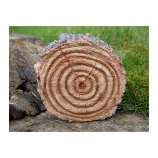Hedgehog in log D6933 (2)