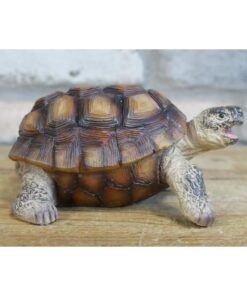 Tortoise D9671(2)