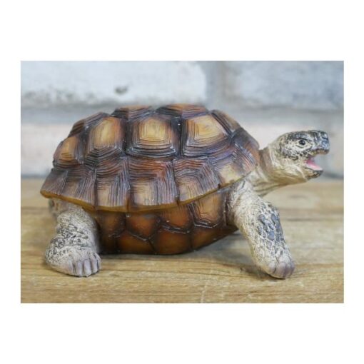 Tortoise D9671(2)