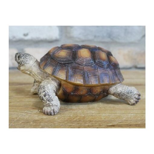 Tortoise D9671(3)