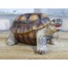 Tortoise D9671(4)