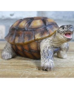 Tortoise D9671(4)