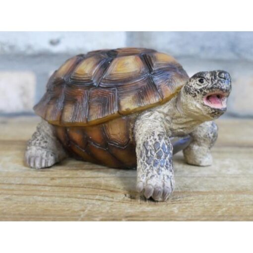 Tortoise D9671(4)